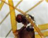 Tenuiphantes sp.